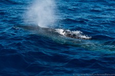 Bryde's Whale Spout
