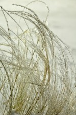 Iced Grasses 2