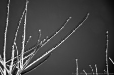 Ice Twigs