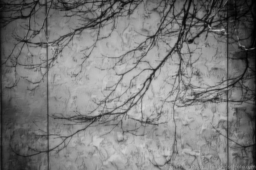 Day 111: Black and White Limbs