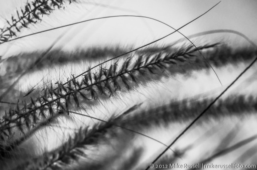 Day 205: Fountain Grass Revisit