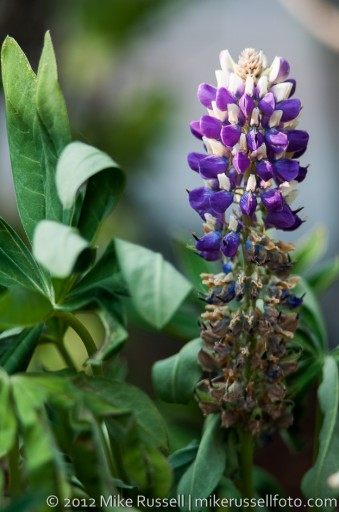 Day 267: Lupines